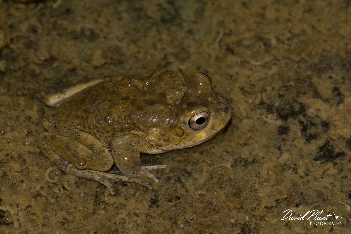 DPPhotography - Oman - Arabian toad - B.jpg - Arabian toad, Bufo arabicus - Wadi Al-Muaydin, Oman
