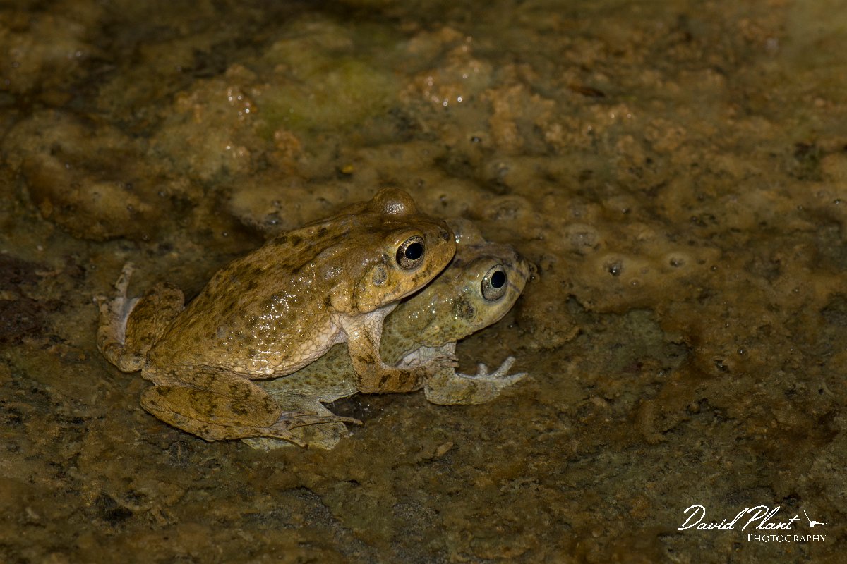 DPPhotography - Oman - Arabian toad - D.jpg - Arabian toad, Bufo arabicus - Wadi Al-Muaydin, Oman