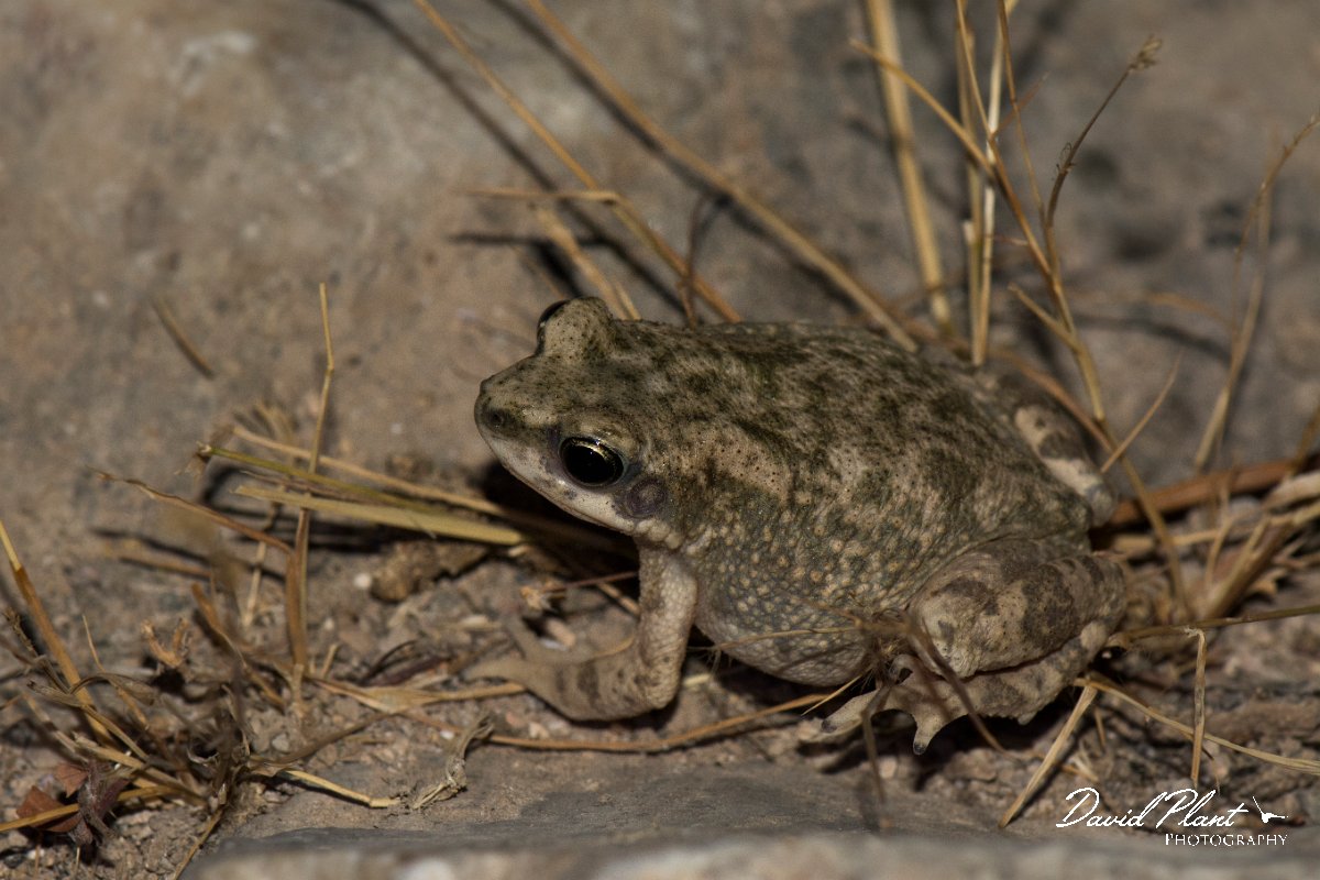 DPPhotography - Oman - Dhofar toad - A.jpg - Dhofar toad, Bufo dhufarensis - Ayn Sahnawt, Oman