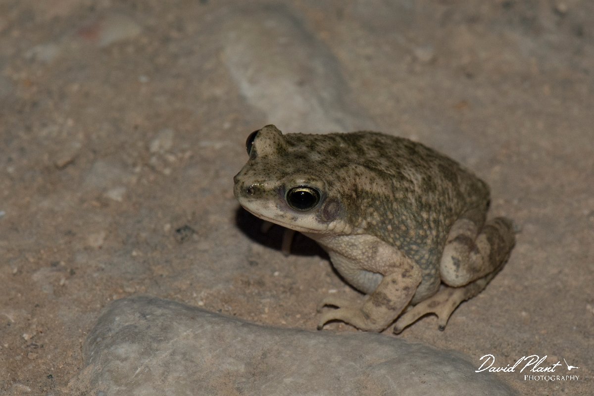 DPPhotography - Oman - Dhofar toad - B.jpg - Dhofar toad, Bufo dhufarensis - Ayn Sahnawt, Oman