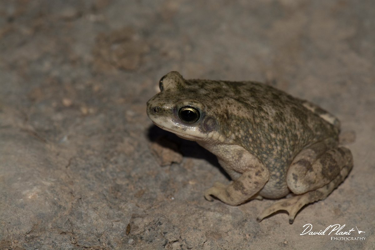 DPPhotography - Oman - Dhofar toad - C.jpg - Dhofar toad, Bufo dhufarensis - Ayn Sahnawt, Oman