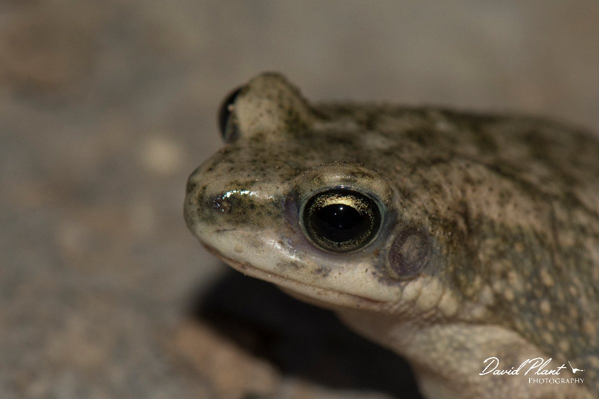 DPPhotography - Oman - Dhofar toad - D.jpg - Dhofar toad, Bufo dhufarensis - Ayn Sahnawt, Oman