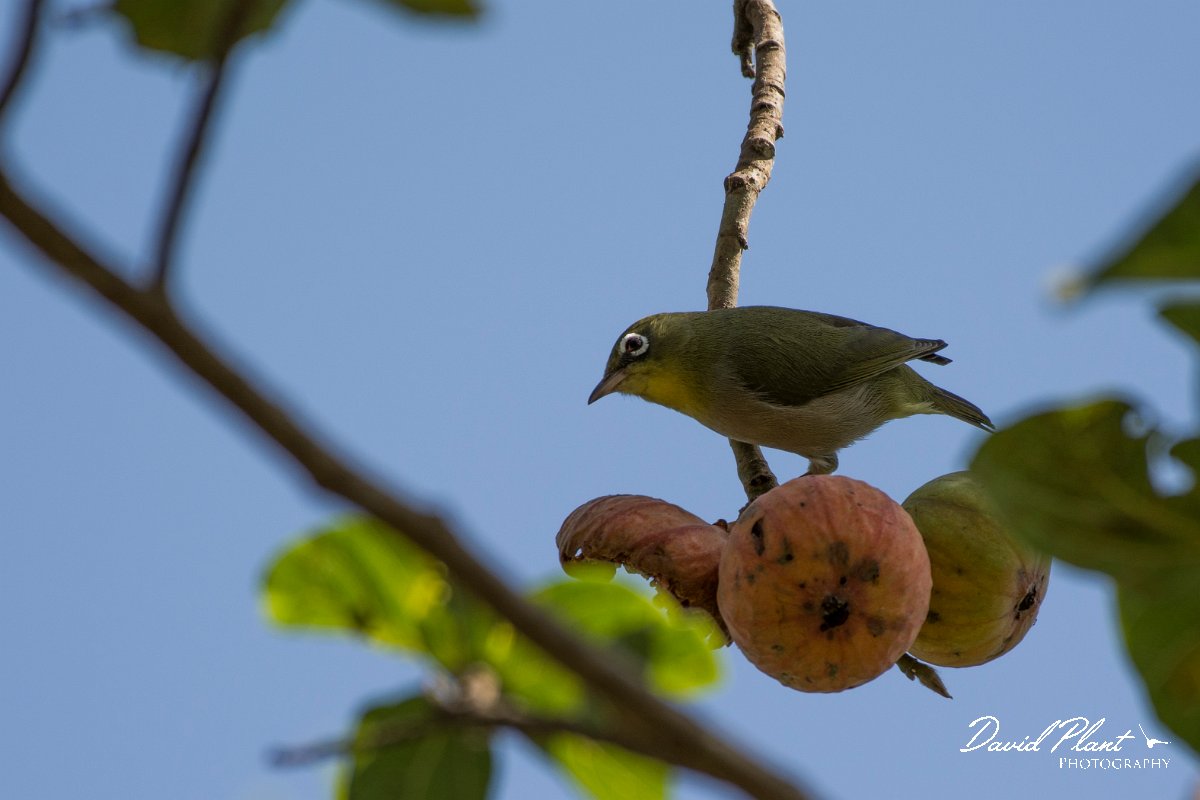 DPPhotography - Oman - Abyssinian white-eye - A.jpg - Abyssinian white-eye - Wadi Darbat, Oman