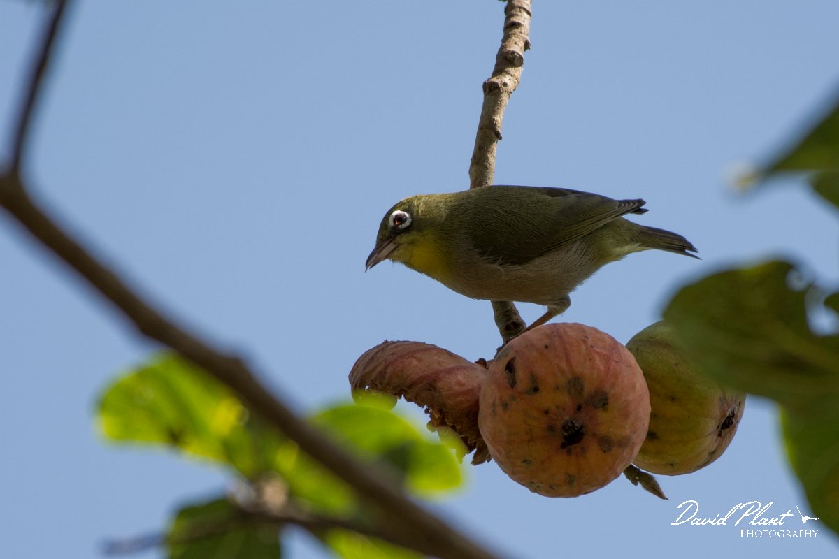 DPPhotography - Oman - Abyssinian white-eye - B.jpg - Abyssinian white-eye - Wadi Darbat, Oman