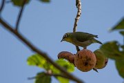 DPPhotography - Oman - Abyssinian white-eye - A