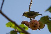 DPPhotography - Oman - Abyssinian white-eye - B