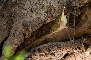 DPPhotography - Oman - Abyssinian white-eye - C