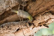 DPPhotography - Oman - Abyssinian white-eye - D