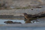 DPPhotography - Oman - African rock bunting - A