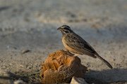 DPPhotography - Oman - African rock bunting - C
