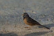 DPPhotography - Oman - African rock bunting - D