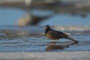 DPPhotography - Oman - African rock bunting - E