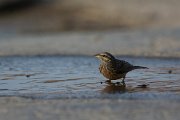 DPPhotography - Oman - African rock bunting - F