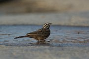 DPPhotography - Oman - African rock bunting - G