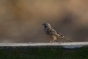 DPPhotography - Oman - African rock bunting - I