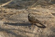 DPPhotography - Oman - African rock bunting - J