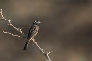 DPPhotography - Oman - African rock bunting - K