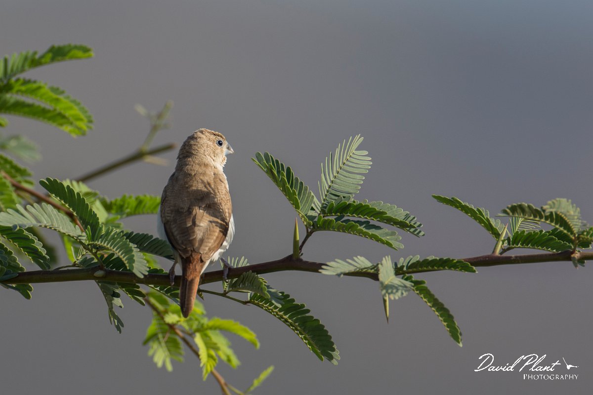 DPPhotography - Oman - African silverbill - A.jpg - African silverbill - Ain Tobruq, Oman
