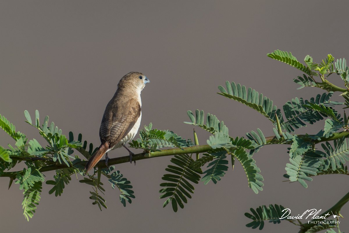 DPPhotography - Oman - African silverbill - B.jpg - African silverbill - Ain Tobruq, Oman