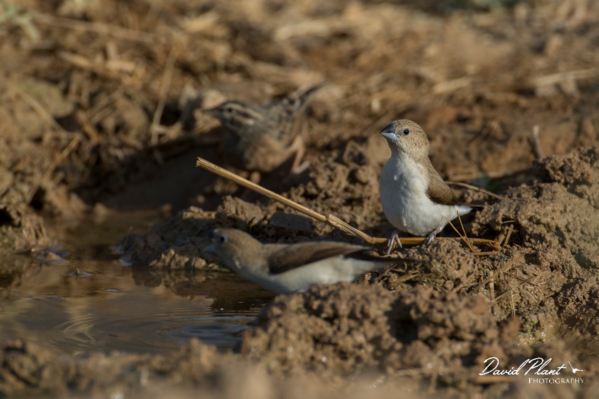 DPPhotography - Oman - African silverbill - E.jpg - African silverbill - Ain Tobruq, Oman