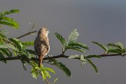 DPPhotography - Oman - African silverbill - A