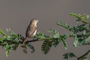 DPPhotography - Oman - African silverbill - B