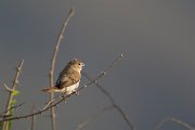 DPPhotography - Oman - African silverbill - D