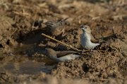 DPPhotography - Oman - African silverbill - E