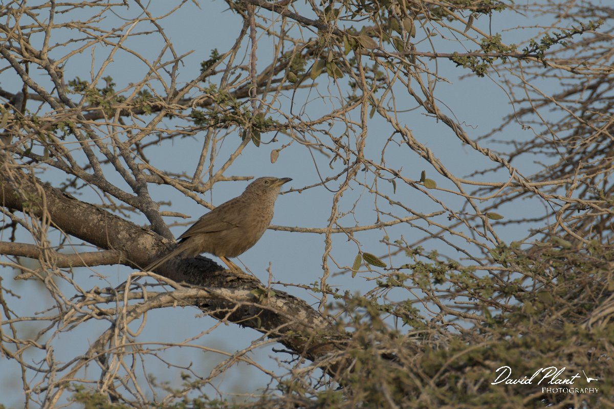 DPPhotography - Oman - Arabian babbler - A.jpg - Arabian babbler - Khatmat Milahah, Oman