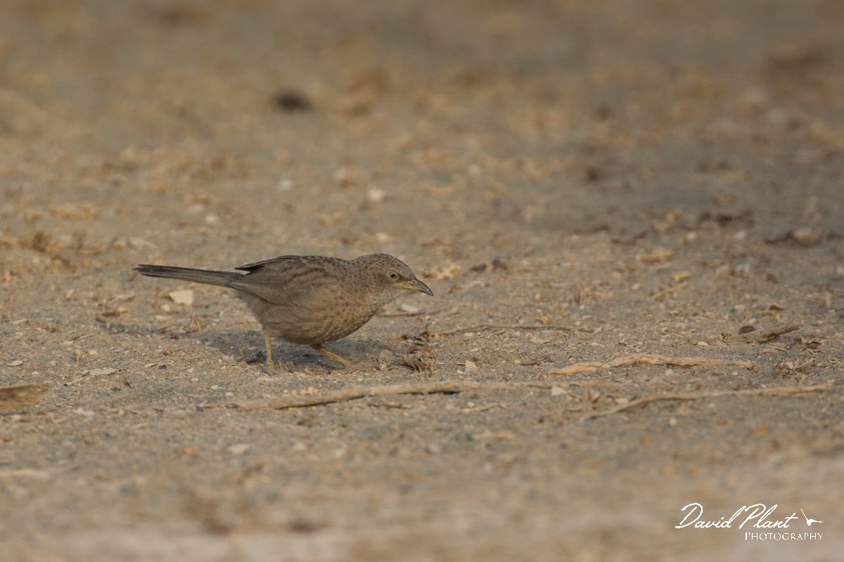 DPPhotography - Oman - Arabian babbler - B.jpg - Arabian babbler - Khatmat Milahah, Oman