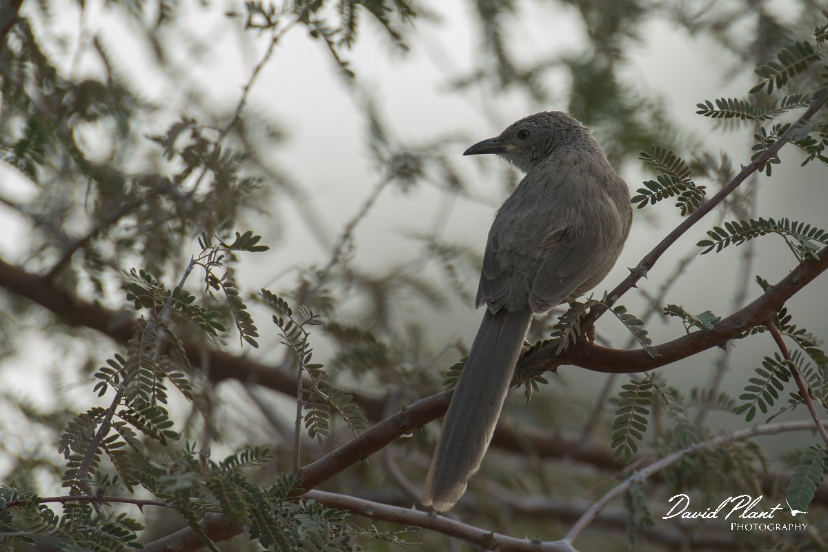 DPPhotography - Oman - Arabian babbler - D.jpg - Arabian babbler - Khatmat Milahah, Oman
