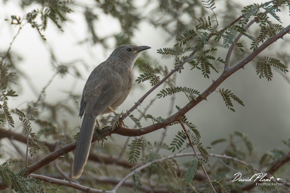 DPPhotography - Oman - Arabian babbler - E.jpg - Arabian babbler - Khatmat Milahah, Oman