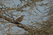DPPhotography - Oman - Arabian babbler - A