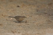 DPPhotography - Oman - Arabian babbler - B