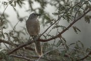 DPPhotography - Oman - Arabian babbler - C