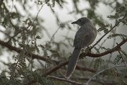 DPPhotography - Oman - Arabian babbler - D