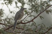 DPPhotography - Oman - Arabian babbler - E