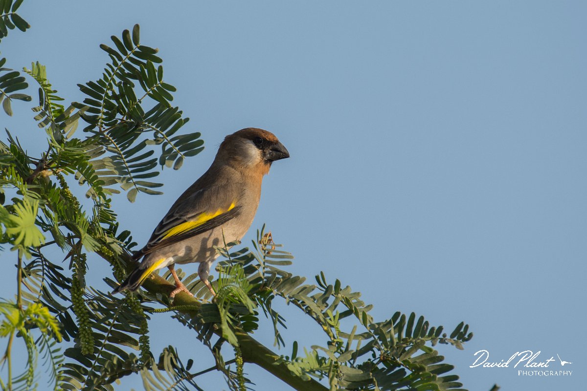 DPPhotography - Oman - Arabian golden-winged grosbeak - B.jpg - Arabian golden-winged grosbeak - Ain Tobruq, Oman
