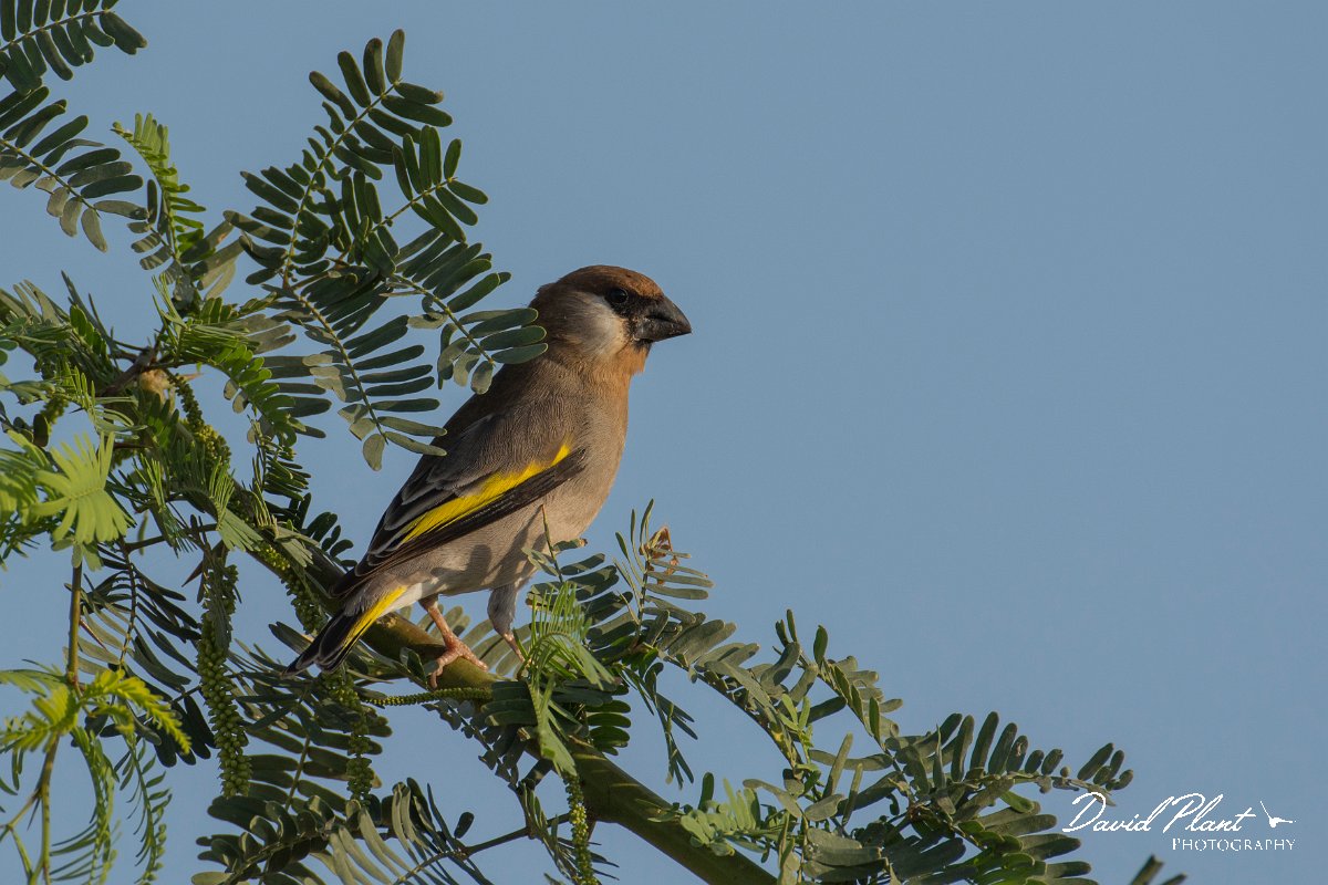 DPPhotography - Oman - Arabian golden-winged grosbeak - C.jpg - Arabian golden-winged grosbeak - Ain Tobruq, Oman