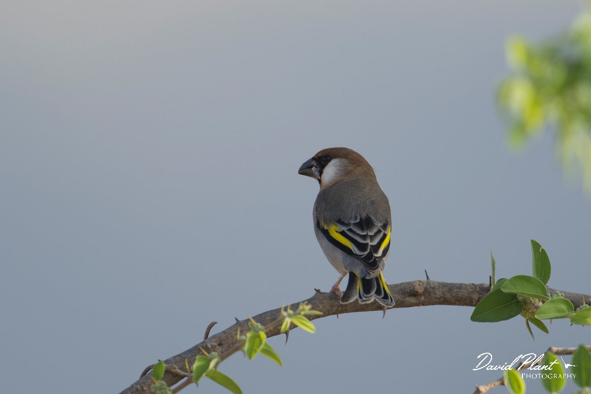 DPPhotography - Oman - Arabian golden-winged grosbeak - D.jpg - Arabian golden-winged grosbeak - Ain Tobruq, Oman