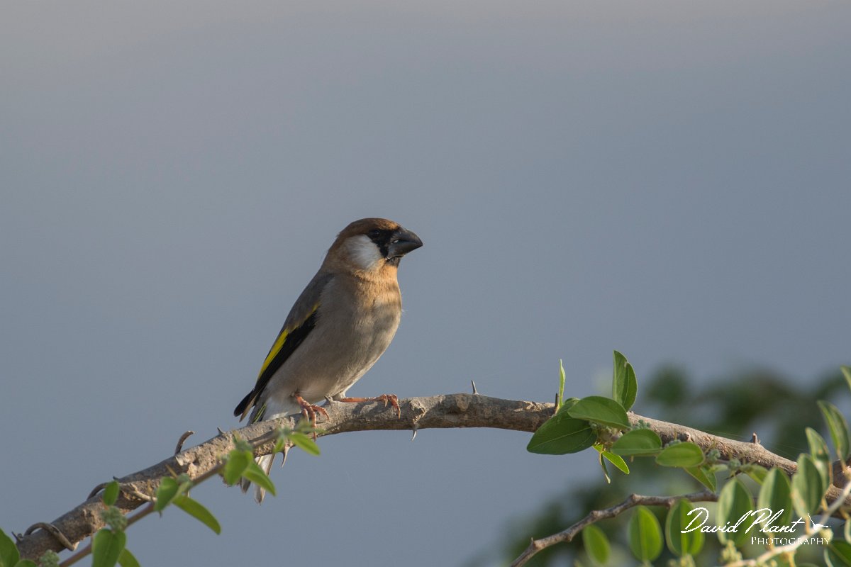 DPPhotography - Oman - Arabian golden-winged grosbeak - F.jpg - Arabian golden-winged grosbeak - Ain Tobruq, Oman