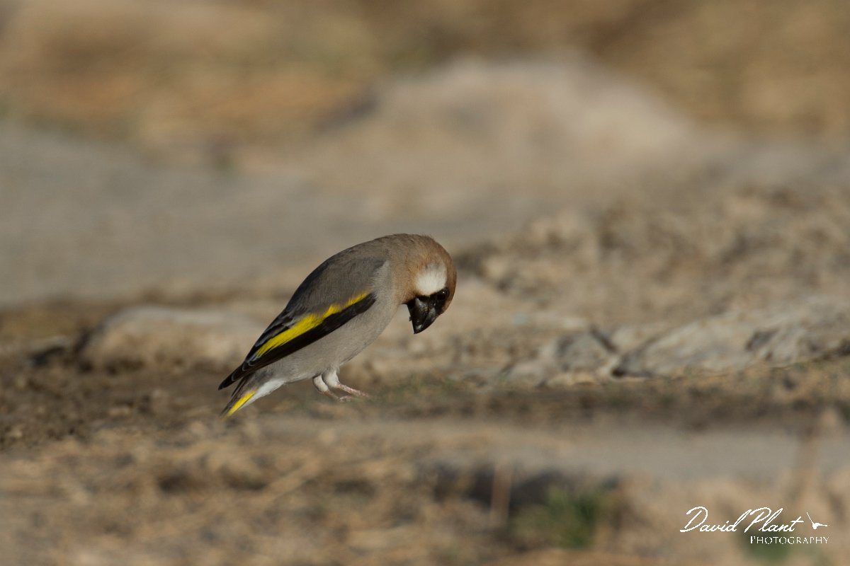 DPPhotography - Oman - Arabian golden-winged grosbeak - I.jpg - Arabian golden-winged grosbeak - Ain Tobruq, Oman