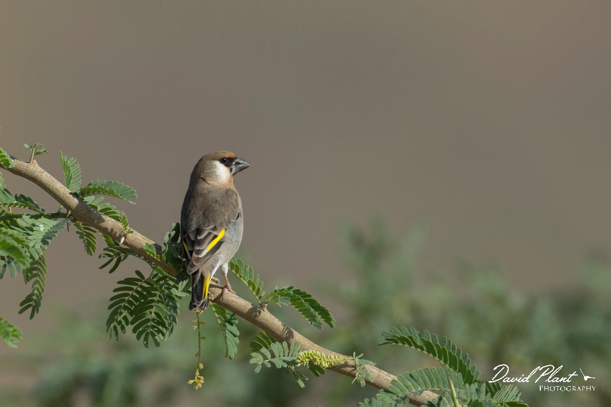 DPPhotography - Oman - Arabian golden-winged grosbeak - K.jpg - Arabian golden-winged grosbeak - Ain Tobruq, Oman