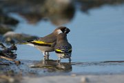 DPPhotography - Oman - Arabian golden-winged grosbeak - A