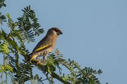 DPPhotography - Oman - Arabian golden-winged grosbeak - B