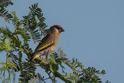 DPPhotography - Oman - Arabian golden-winged grosbeak - C