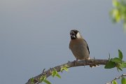 DPPhotography - Oman - Arabian golden-winged grosbeak - E