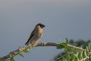 DPPhotography - Oman - Arabian golden-winged grosbeak - F