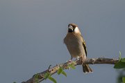 DPPhotography - Oman - Arabian golden-winged grosbeak - G