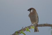 DPPhotography - Oman - Arabian golden-winged grosbeak - H